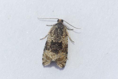 Celypha lacunana